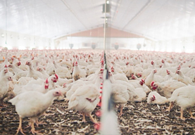 農業(yè)牲畜水產養(yǎng)殖